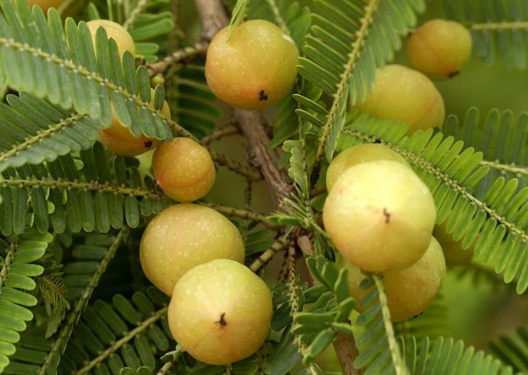 Amalaki - one of DBCare ingredients - due to its high vitamin C is effective in controlling diabetes