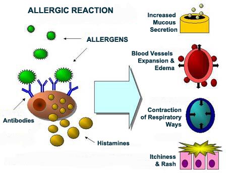 The connection of the allergens to the antibodies on the surface of the mast cell causes histamine and other agents to be released, which cause increased mucous secretion, blood vessels expansion, contraction of respiratory ways, and Itchiness and rash – the symptoms of the allergic reaction.