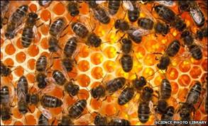 The Bees clean the hive - the most sterile place in nature.