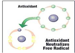 The damage to our body can be fixed by daily consumption of antioxidants to our body